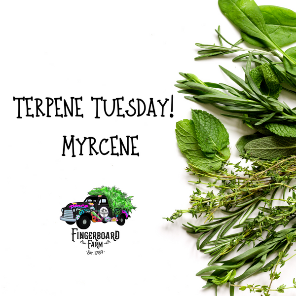 Terpene Tuesday, What is Mycrene?