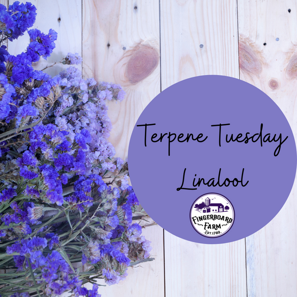 Terpene Tuesday: Why We Love Linalool!