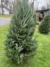 Load image into Gallery viewer, Fresh Cut Fraser Fir Christmas Trees