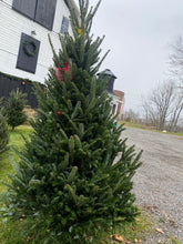 Load image into Gallery viewer, Fresh Cut Fraser Fir Christmas Trees