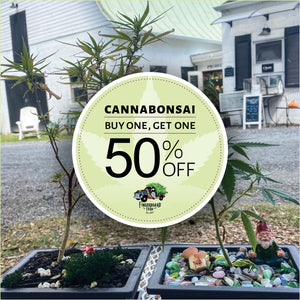 Cannabis Bonsai Plant