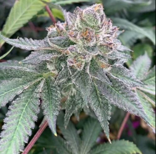 Diner Funk Feminized Cannabis Seeds
