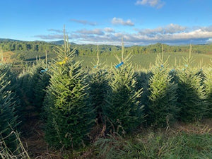 Fresh Cut Fraser Fir Christmas Trees