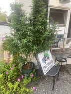 Plant Giveaway: Win Our 6-Foot Cannabis Beauty!