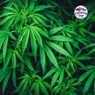 Large Vegetative Plant - sold in 10 gallon grow bag!