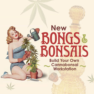 Cannabis Bonsai Plant