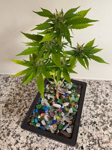 Cannabis Bonsai Plant