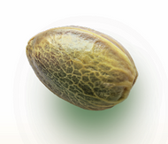Mountain Sour Cannabis Seeds