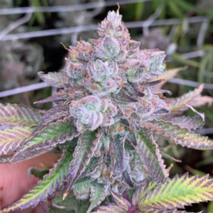 Tropical Pancrepes Feminized Cannabis Seeds
